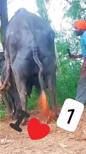 Encuentro Pacífico: Vacas en el Pasto