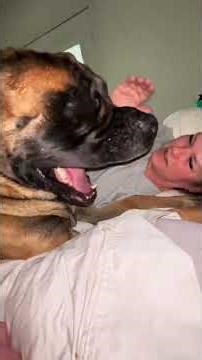Waking up to my sweet Giant dog is the best thing! #dog #dogs #cutedog