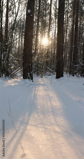 mixed forest with tall pines and deciduous trees covered with snow and large white snowdrifts in nature after snowfalls, white bright and crisp snow in a coniferous forest with tall pine trees