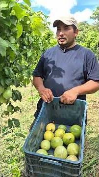 Calala harvest in the department of Carazo #inta #agriculture #shorts
