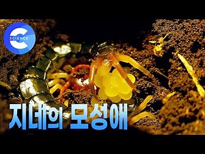 지네도 모성애가 있을까?