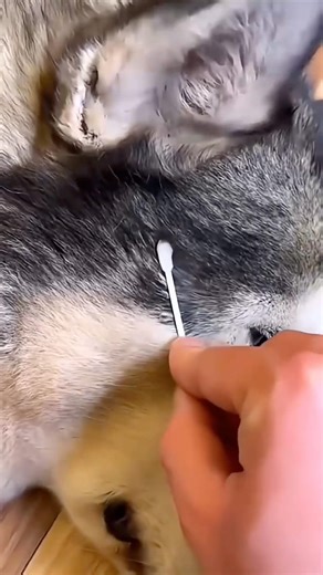 Crazy magic tricks 😲✨|| magic tricks #shorts #shortsfeed #magic #tricks #explore