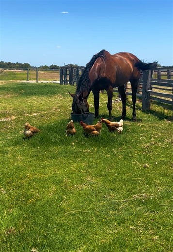 He pays heavily for fly protection from the ladies 🐥🤝🐎 and before you ask - Mister just rolled in a sandy pile because he can’t stand how shiny he is 🤣🤦‍♀️🤷‍♀️ #horse #fyp #thoroughbred #pet #foryou