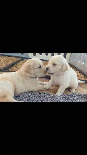 27K views · 1.2K reactions | ✨Learning Bite Inhibition✨ Puppies are...