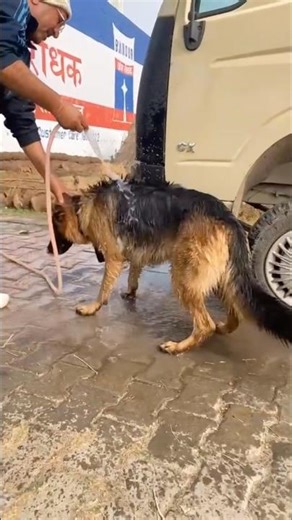 German shepherd funny bathing shorts #germanshepherd #funny #dogshorts #comedy #viraldogs #shorts