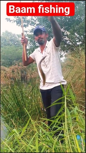 baam fishing/big baam fish catching/trending videos