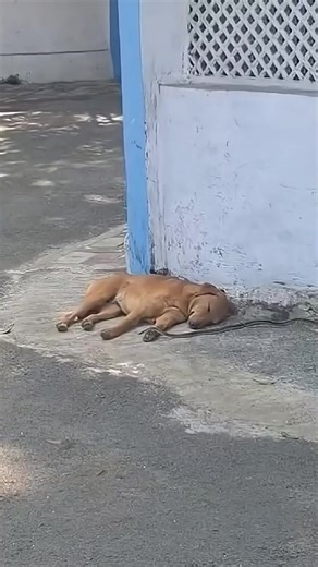 Vidéos de Kazam le King (@kazam_le_king) avec son original - Kazam le King