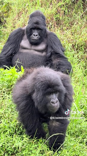 Mountain Gorillas: Intimate Moments in the Wild
