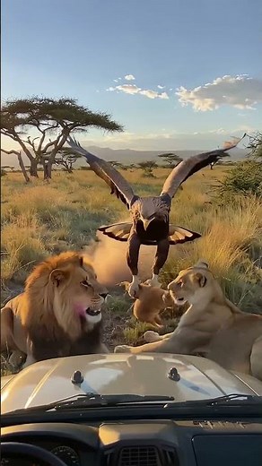 Eagle Attacks Lion Family – Carries Away Their Cub! 🦅🦁