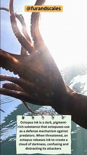 Unveiling the Secrets of Octopus Ink: Defense, Chemistry, and Culinary Delights #shorts