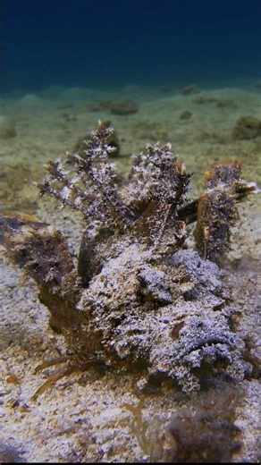 Spiny Devil Mood | #okinawadiving #okinawa