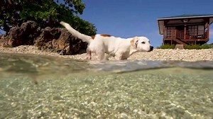 Meet Silver, the cute polar bear like .....