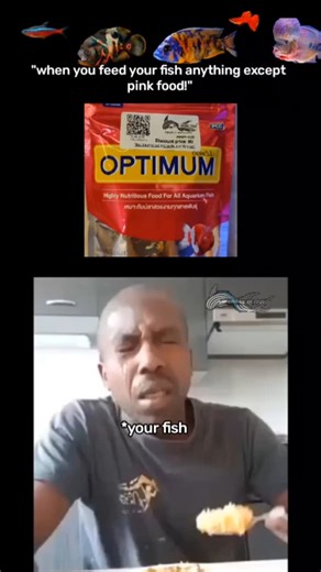 One More Fish on Instagram: "When your fish eats the food… but dies inside 🥲 (Because it’s not pink 💀) Your fish when you give them anything except that ✨pink magic✨ — yeah, they’ll eat it… but their soul leaves the tank 😭 Bro was expecting OPTIMUM, got some bootleg flakes instead 😵‍💫 Next time don’t break their trust — Pink or nothing. --- funny fish meme, fish crying meme, optimum fish food, aquarium food meme, pink food for fish, best fish food India, tropical fish meme, aquarium humor,