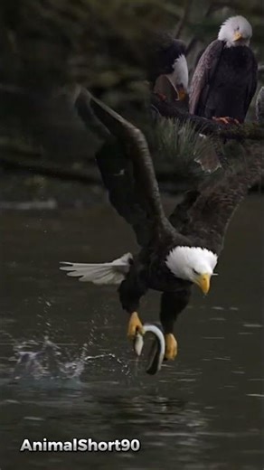 Majestic Eagle Hunts for Its Family | Powerful Survival in the Wild