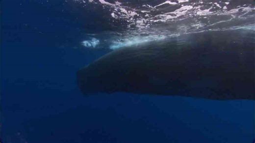 Watch giant creatures move through the deep ocean