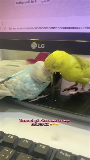 Brotherhood 🫶 #fypage #budgie #goviral #parakeet #cutepet #babybudgies #budgielover #parrotslover #tamedbudgie #AnimalLover #talkingparrot #sky_thebudgie