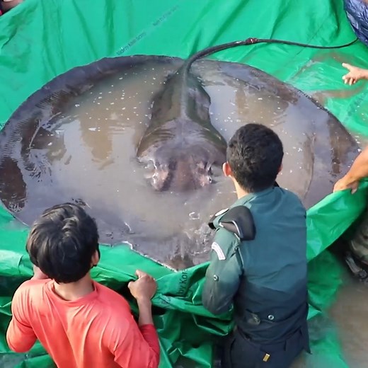 An enormous stingray caught by fishermen in Cambodia has become the world's largest freshwater fish on record! 😲 | UNILAD Adventure