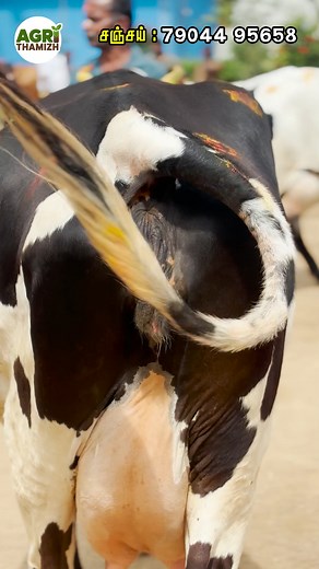 335K views · 7.3K reactions | எல்லாமே ஈத்து மாடு.... hf jersey cow...