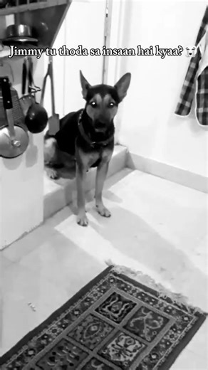 Hein jimmy?😭✋ {dog reels, cute dogs, german shepherd, funny dog videos, puppy reels, pet reels}