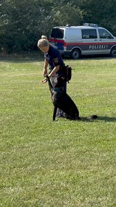 1.3M views · 23K reactions | Der Dienststunde-Grundausbildungslehrgang wird in drei Modulen durchgeführt. Entscheidet man sich bereits im Welpenalter für die Ausbildung, so wird der Hund im Alter von sechs Monaten für das erste Modul einberufen. Das zweite beginnt mit einem Jahr und das dritte Modul inklusive Zertifizierung wird mit ungefähr 18 Monaten absolviert.  | Polizei Wien | Facebook