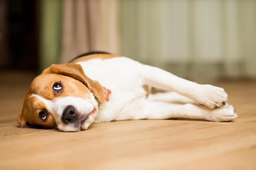 Calming Diffusers and Sprays for Dogs: What to Know