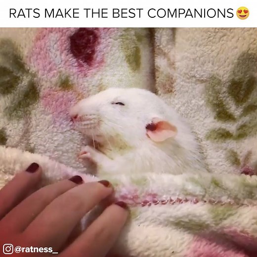 Why are rats so misunderstood? Video credit: instagram.com/ratness_ | BuzzFeed Animals