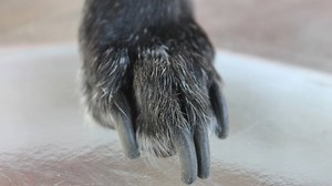 Nail Care for Fearful Dogs who Can't be Touched