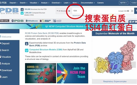 利用PDB数据库网页可视化工具简单操作展示1SI4