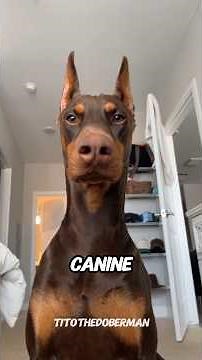 Meet the Dobermann Pincher #doberman #dobermanpuppy