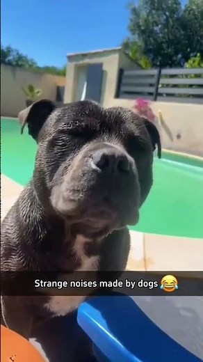 When Dogs Act Like Tiny Drunk Humans 😂🐶🍻