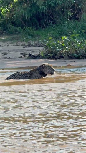 This Jaguar almost gave us the greatest moment in the Pantanal