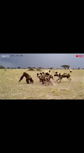 Recorded Moment Shows A Baby Chimpanzee in Risky Situation