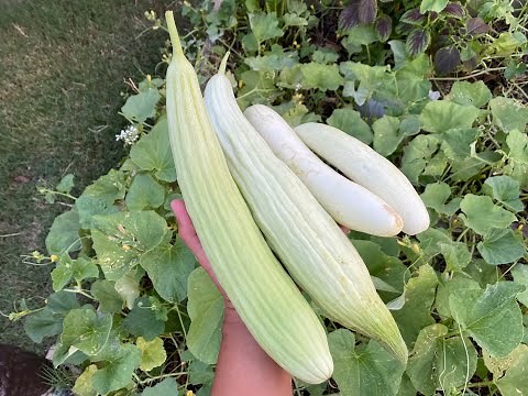 Best Cucumber Varieties For Growing Indoors, Outdoors & Hydroponics