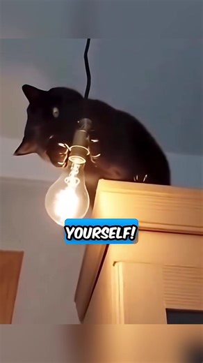 Hilarious Talking Dog and Cat Voiceovers Compilation