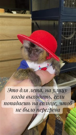 #marmoset #monkey #marmosetmonkey #обезьяна #рекомендаци