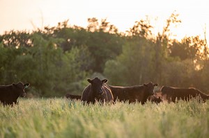 FAQs - CAB Cattle