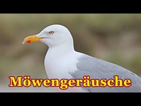 Möwen Geräusch - möwe schreit