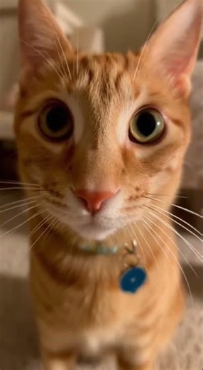 #jumpstyle 😄 Master the Basics of Jumpstyle Dance #jumpstyle #dance #shorts