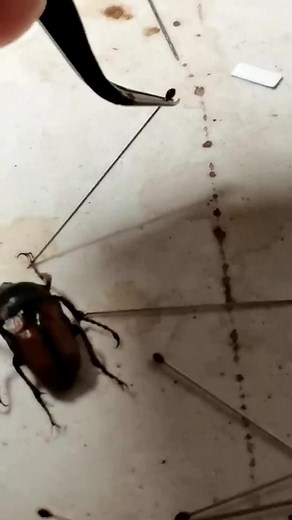 insectsmatter on TikTok