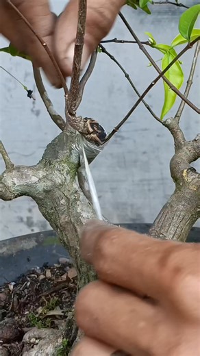 1.6K views · 321 reactions | Tehnik nempel susu  #fblifestyle | Karimun Java | Facebook