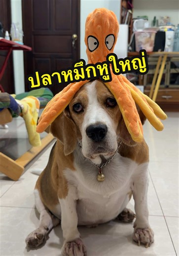 ปลาหมึกหูใหญ่ 🐙🫟#สัตว์เลี้ยงtiktok #บีเกิ้ลผู้น่ารัก #บีเกิ้ล #beagle #บีเกิ้ลเป็นหมาตลก