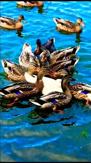 Cute Ducks Playing in Water 🦆💦 | Adorable Duck Moments | Relaxing Nature Short #Ducks #Ducklings
