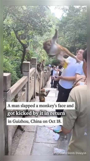 A man slapped a monkey's face and got kicked by it in return in Guizhou, China on October 18.