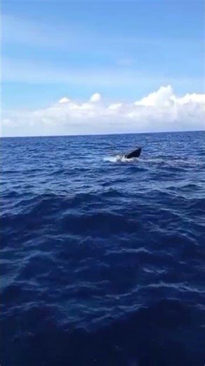 snorkeling in nilaveli islands-nilaveli-trincomalee. wwhwhale watching at earling morning