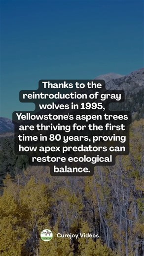 Nature's balance is a delicate dance. 🐺🌳 The reintroduction of gray wolves in Yellowstone brought life back to the aspens after 80 years. It’s proof that when we let nature find its balance, it flourishes. Let’s protect the circle of life. 🌍💚 #EcologicalBalance #Wolves #NatureRestoration | Curejoy Videos