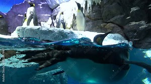 Closeup shot of the King penguin and Gentoo penguin swimming in the water with the flock of penguins walking on icy land. 4K