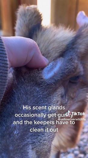 Understanding Marvin's Unique Scent Glands | Muntjac Deer Facts