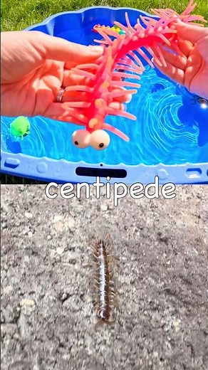 Kids Learn with Toys | Bug Insect Names: Weevil Centipede Jewel Beetle Earthworm Butterfly