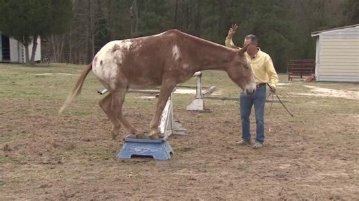 Tar Heel Traveler: Trick Mule