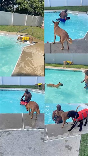 Bouvier Swim Training Progress | Dog Swim Lessons at Luck K9 Pack